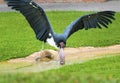 The marabou stork & x28;Leptoptilos crumenifer& x29; a bird in the stork family Ciconiidae Royalty Free Stock Photo