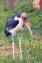 Marabou stork (Leptoptilos crumenifer) African bird Royalty Free Stock Photo