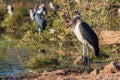 Marabou stork or Leptoptilos crumenifer - a large wading bird in the stork family Ciconiidae.