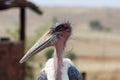 Marabou Stork (Leptoptilos crumenifer) portrait