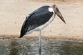 Marabou stork (Leptoptilos crumenifer). Royalty Free Stock Photo