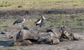 Marabou storks eat the carcass of a dead elephant, Moremi Game R