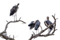 Marabou storks in Kruger National park