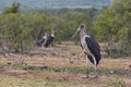 Marabou Storks, Kruger National Park