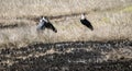 Marabou Storks