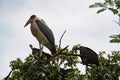 Marabou and Vultures on a tree top Royalty Free Stock Photo