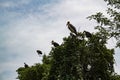 Marabou and Vultures on a tree top Royalty Free Stock Photo