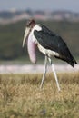 Marabou walk on the savannah with inflated throat pouch Royalty Free Stock Photo