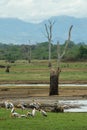 Marabou, wild birds on the grass, dead trees in the lake