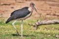 Marabou in the wild, South Africa