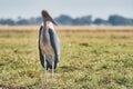 Marabou in the wild, South Africa