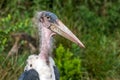 A marabou in the wild Royalty Free Stock Photo