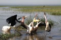 Marabous and Pelicans Royalty Free Stock Photo