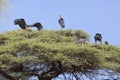 Marabous on top of tree Royalty Free Stock Photo