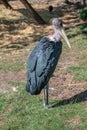 Marabout in an animal park Royalty Free Stock Photo