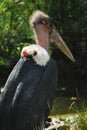 Marabout bird in Warsaw zoo Royalty Free Stock Photo