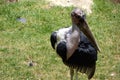 Marabout Stork Royalty Free Stock Photo