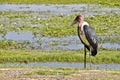 Marabu Royalty Free Stock Photo