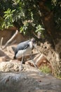 Marabu african in biopark