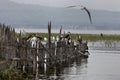 Marabu and seagull Royalty Free Stock Photo