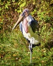 the marabu stork Royalty Free Stock Photo