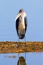 Marabu Stork, Nakuru Lake Royalty Free Stock Photo