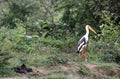 Marabu stork. Royalty Free Stock Photo