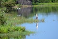 Marabu stork. Royalty Free Stock Photo