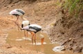 Marabu stork. Royalty Free Stock Photo