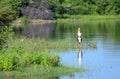 Marabu stork. Royalty Free Stock Photo