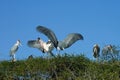 Marabu Stork Royalty Free Stock Photo