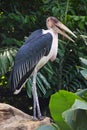 Marabu Stork on a rock