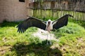 Marabu stork spreading wings on grass