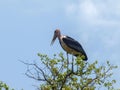 Marabu stork