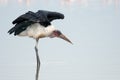 Marabu stork standing in the water of Lake Nakuru Royalty Free Stock Photo