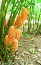 Maraca flowers