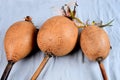 maraca percussion instrument cascara indigenous handmade instrument cultural gourd