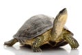 Maracaibo Wood Turtle Royalty Free Stock Photo