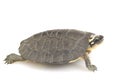 Maracaibo Wood Turtle Royalty Free Stock Photo