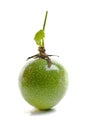 Maracuja - Passion Fruit Royalty Free Stock Photo