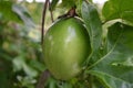 MaracuyÃÂ¡ Passiflora agriculture agricultura natural organic fruit passion Royalty Free Stock Photo