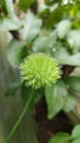 Marah fabacea (Naudin) Green