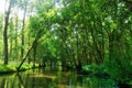 Small boat in the Marais Poitevin regional nature park