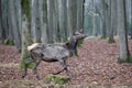 The maral is the Altai deer, a subspecies of the red deer. Royalty Free Stock Photo