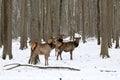 The maral is the Altai deer, a subspecies of the red deer. Royalty Free Stock Photo