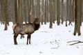 The maral is the Altai deer, a subspecies of the red deer. Royalty Free Stock Photo