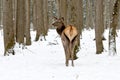 The maral is the Altai deer, a subspecies of the red deer. Royalty Free Stock Photo