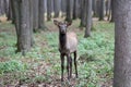 The maral is the Altai deer, a subspecies of the red deer. Royalty Free Stock Photo