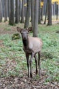 The maral is the Altai deer, a subspecies of the red deer. Royalty Free Stock Photo