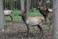 The maral is the Altai deer, a subspecies of the red deer. Royalty Free Stock Photo